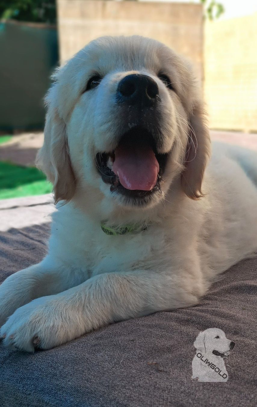 Golden Retriever ZKwP FCI Już do odbioru