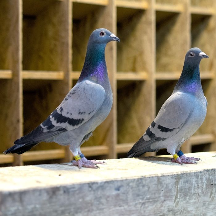 Gołębie pocztowe samice 2 sxt.