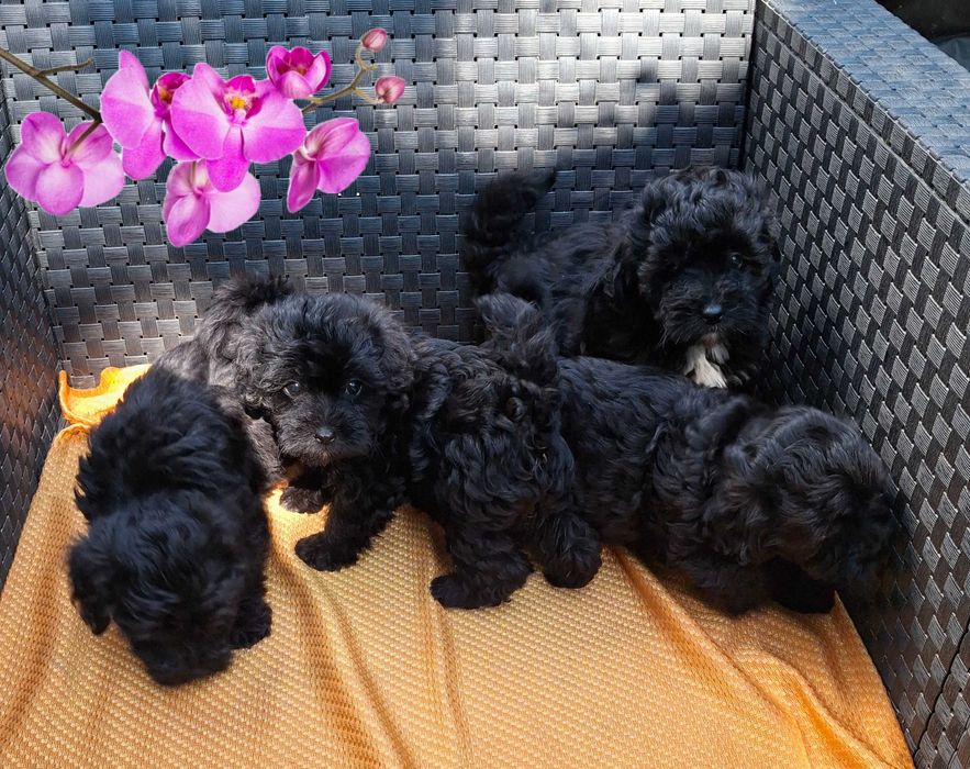 мініатюрні цуценята Мальтипу baby face очікують в Києві