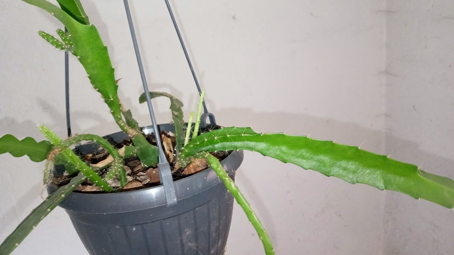 Epiphyllum epifilium kaktus sukulent