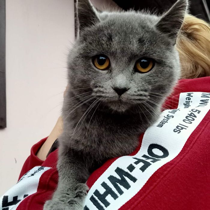 Безкоштовно віддам кошенят у добрі руки