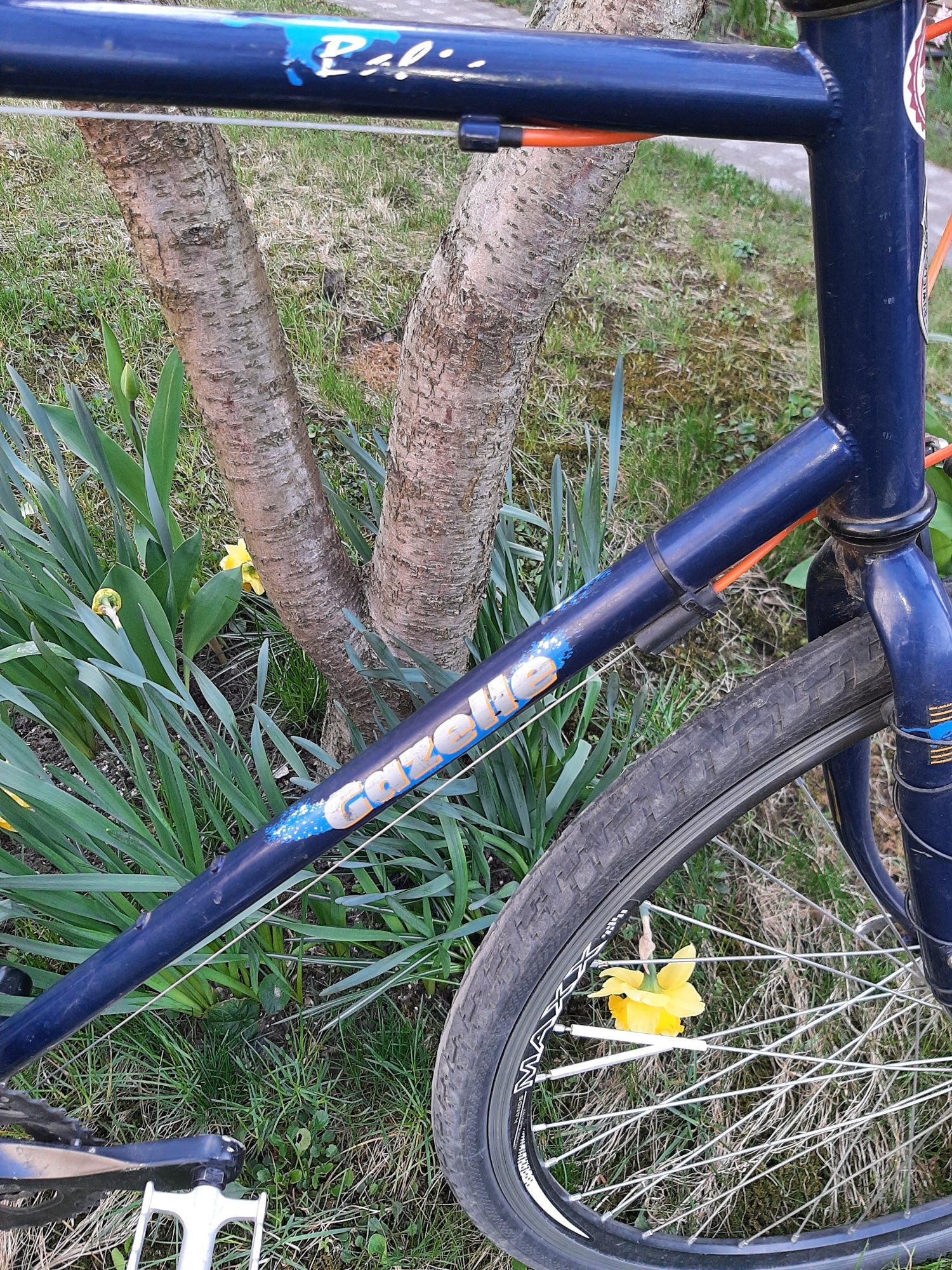 Gazelle Bahia cross