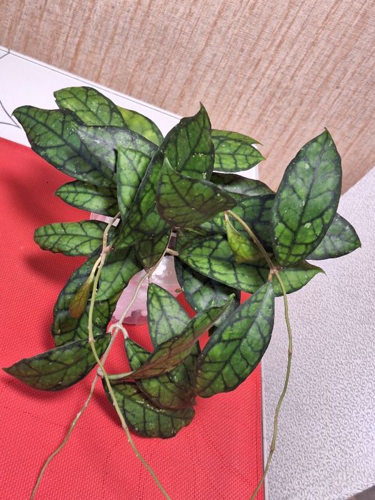 Хойя Black Cat, Callistophylla sabah, Nova Ghost