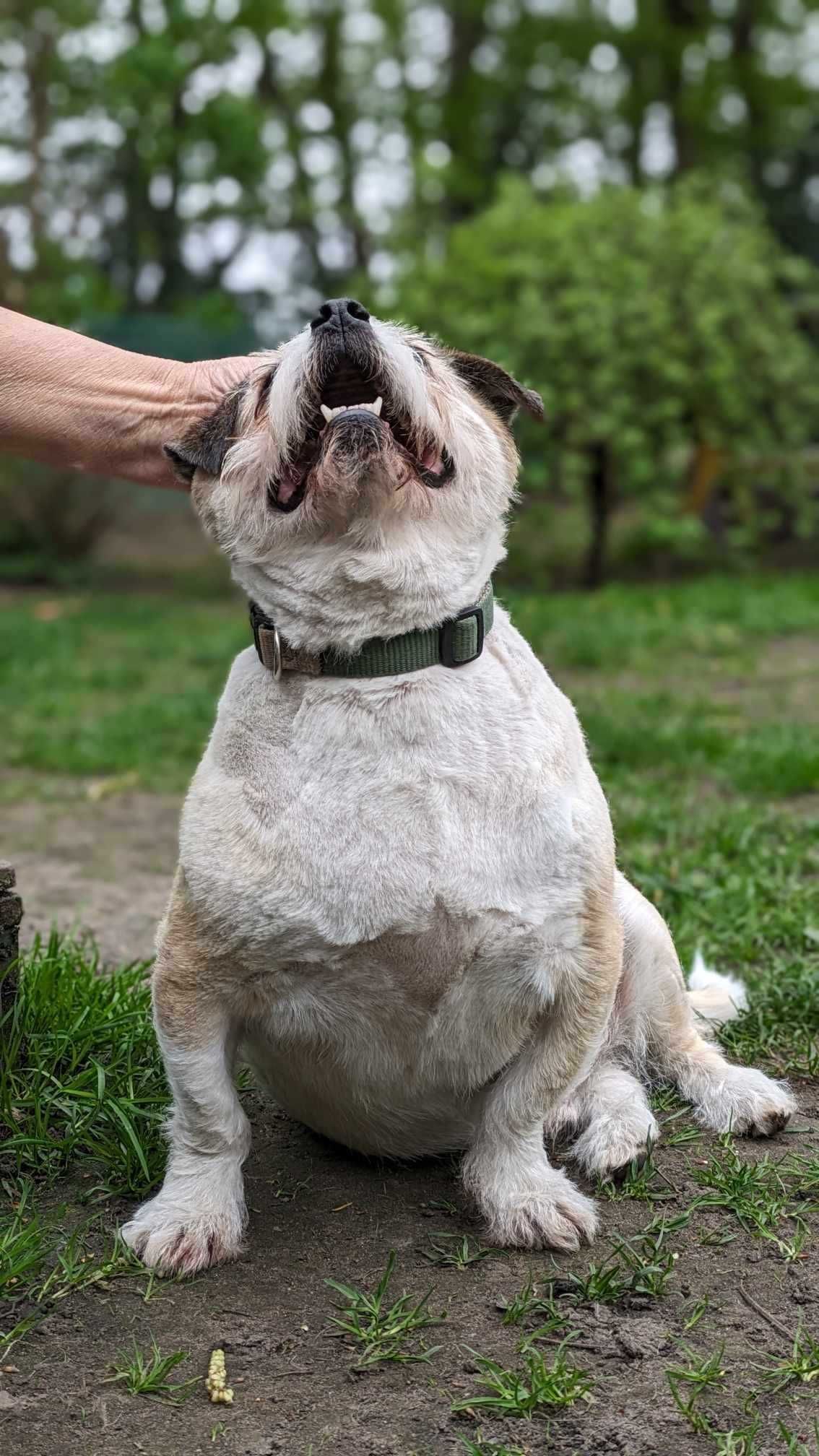 Czesio - niewidomy mały starszy pies do adopcji