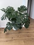 Monstera deliciosa (dziurawa) ~ 110cm