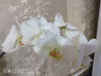 Продам цветущую Белую орхидею