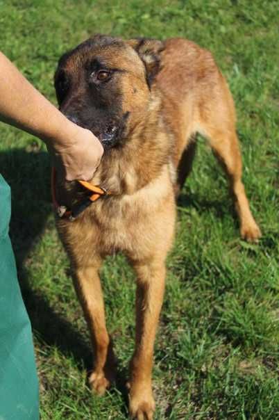 043984  Omar do adopcji