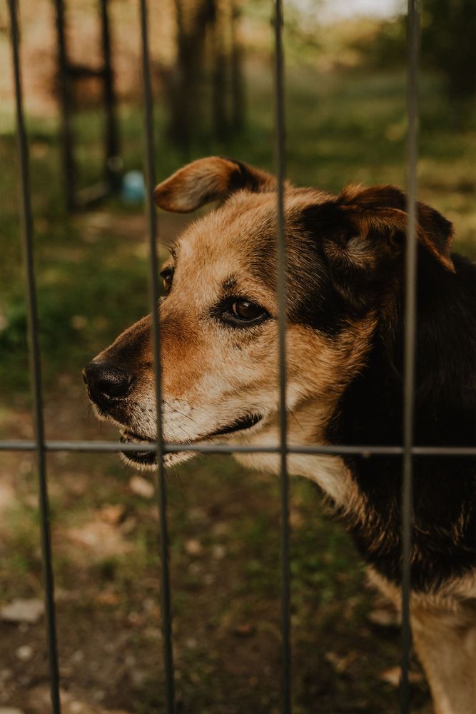 Ares do adopcji szuka kochającego domu Gilow