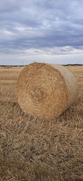 Słoma pszenna jęczmienna w dużych kostkach Kulka # transport