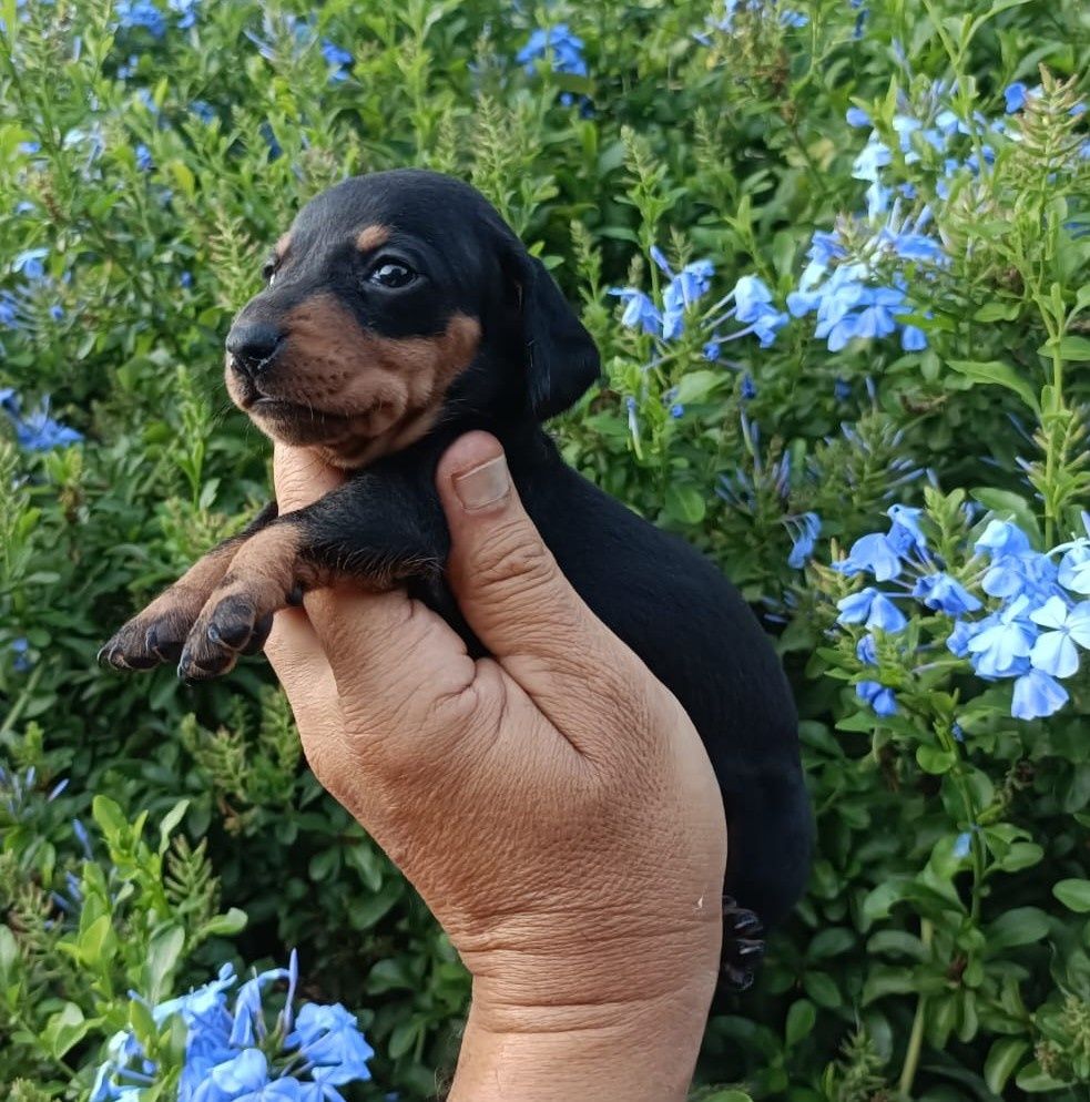 Teckel fêmea mini preta afogueada
