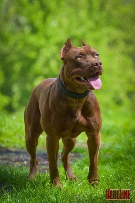 Американський пітбуль-тер'єр в'язка