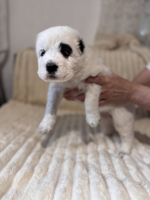 Продам цуценят алабая