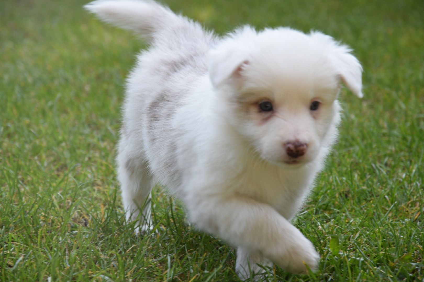 Border collie suczka -Red merle Tri