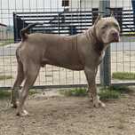 Amerykanski Pitbull Terrier