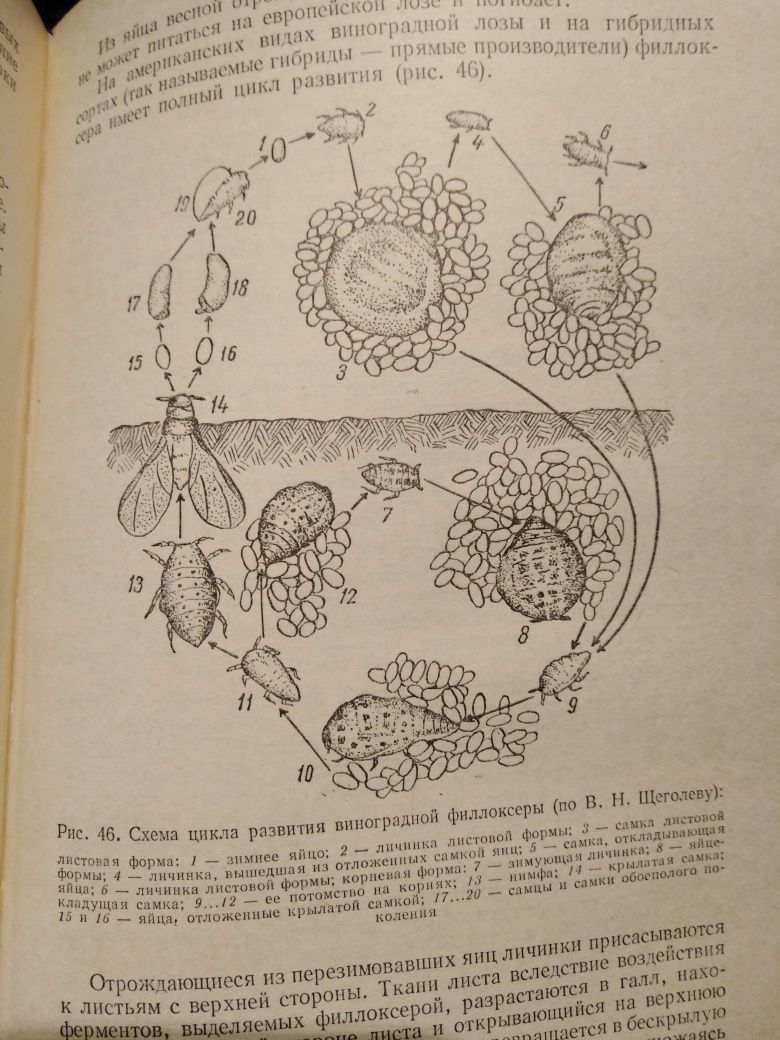 Букинистика. Книга учебное пособие Защита растений.