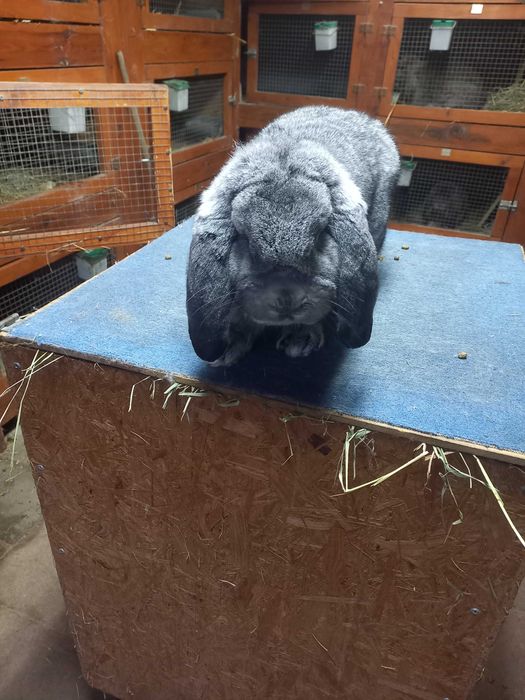 Baran francuski szynszylowy samiec szynszyl rodowód