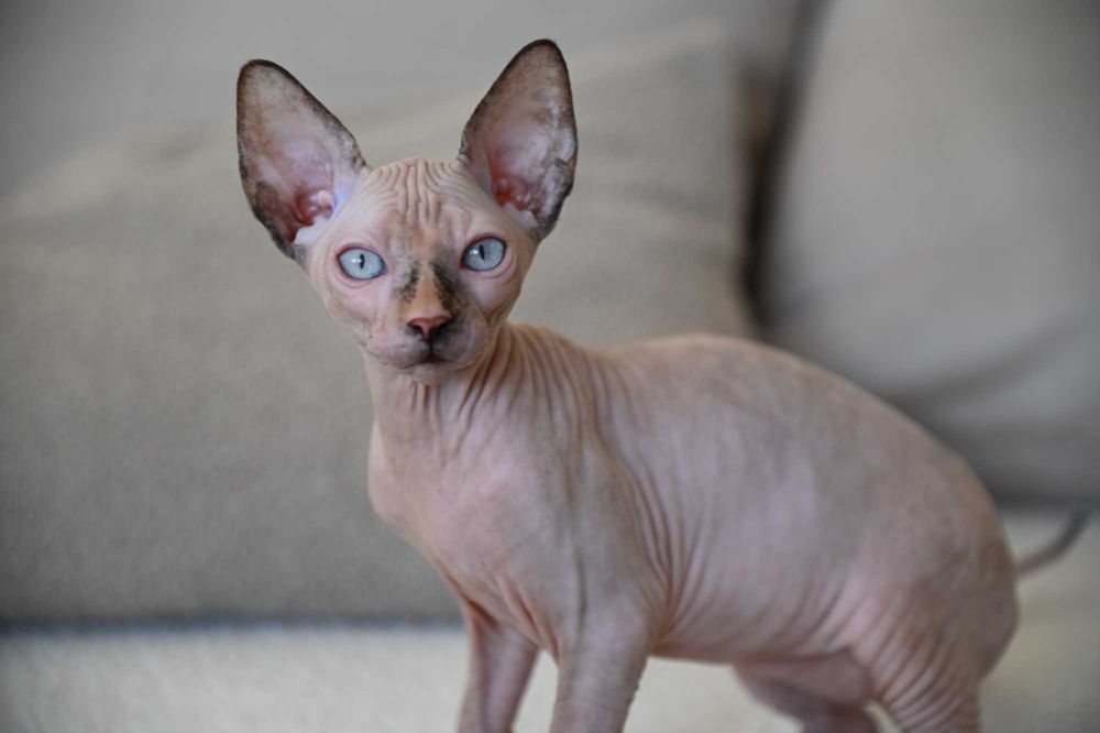 Piękna Figa - koteczka Sfinks