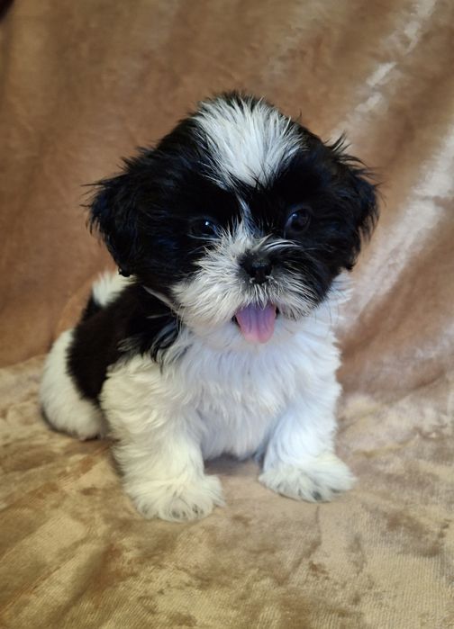 Piesek Shih Tzu rezerwacja