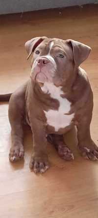 American Bully Pocket piesek