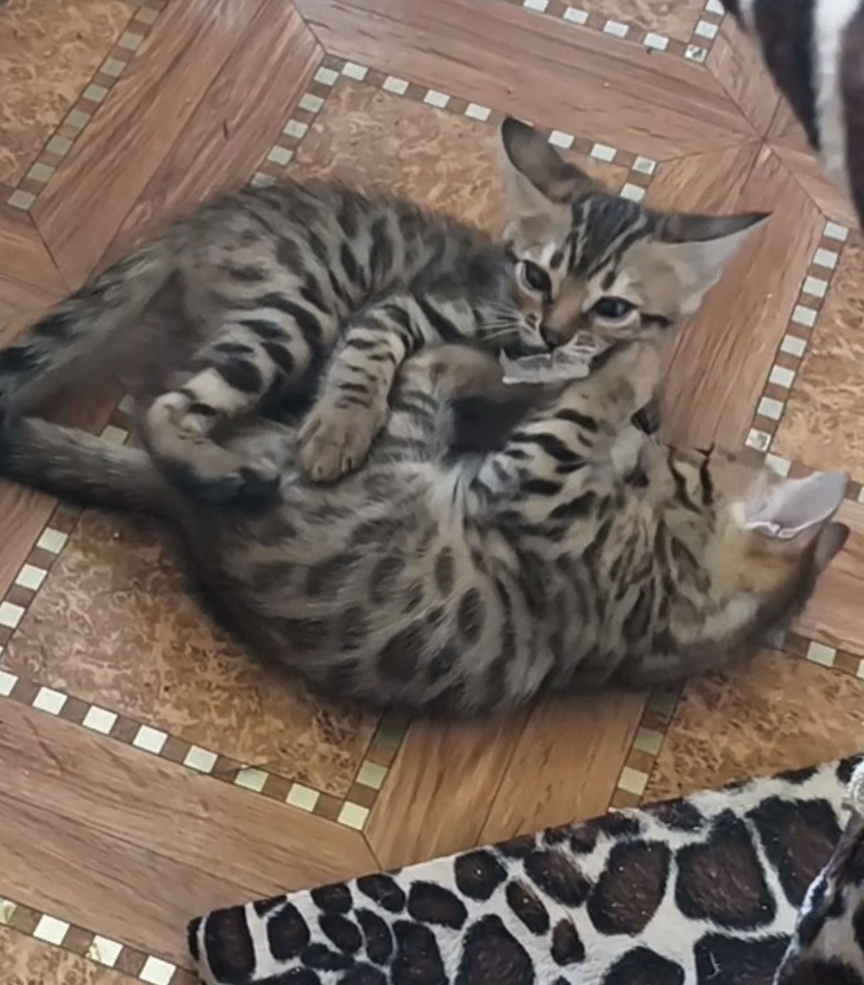 Леопардовые котята( бенгалы)