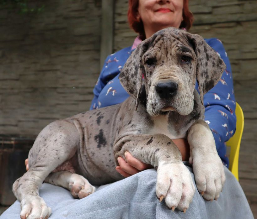 Dog niemiecki merle suczka Hodowla La Componella FCI ZKwP