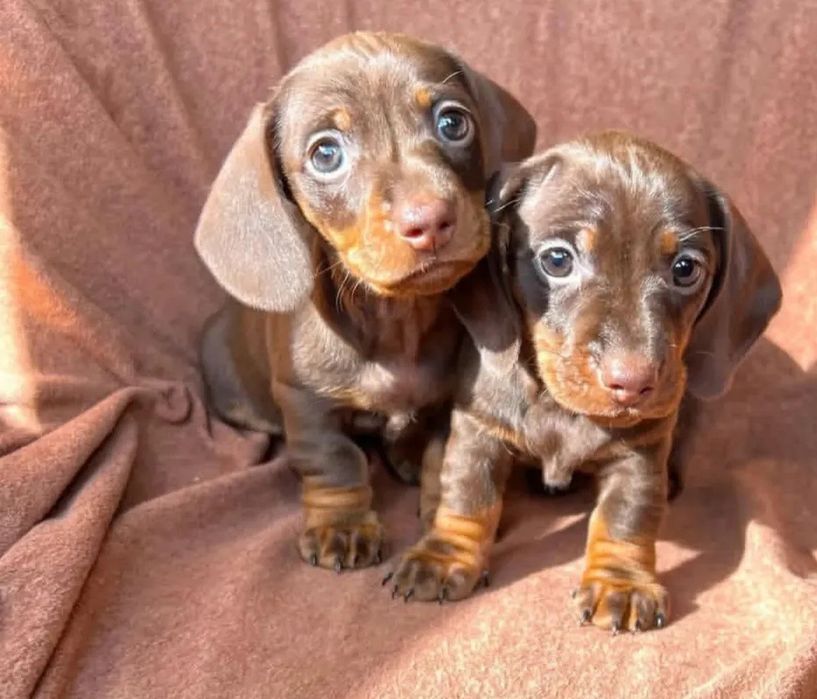 Шоколадні таксята