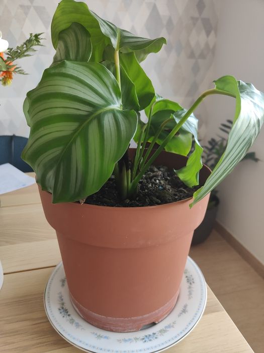 Linda planta Calathea Melancia