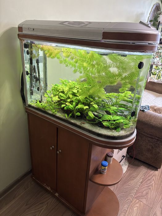 Акваріум з рибками