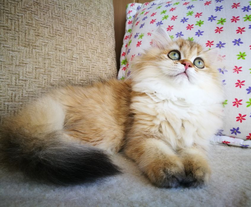 Девочка длинношерстная