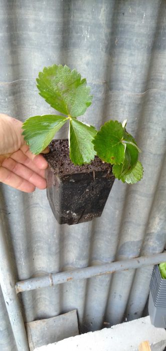 Sprzedam sadzonki truskawek