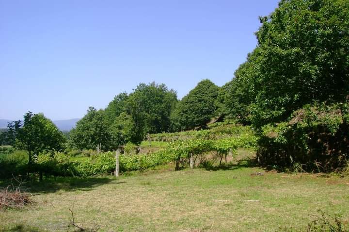 Propriedade 6000 M2, em S. Julião e Silva, Valença do Minho (9kms)