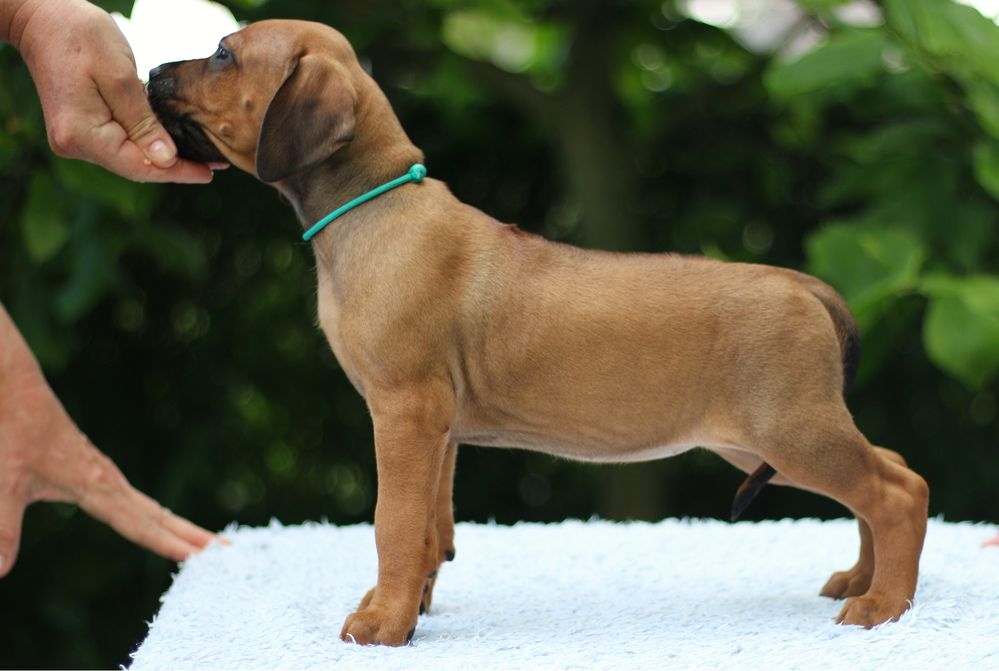 Rhodesian ridgeback rodezjan z pręgom szczenię szczeniaczek puppy ZKwP