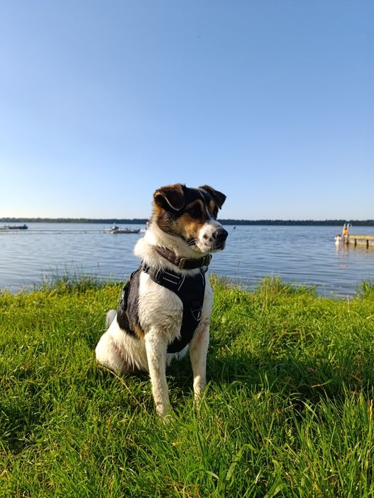 Szukamy nowego domu dla naszego psa