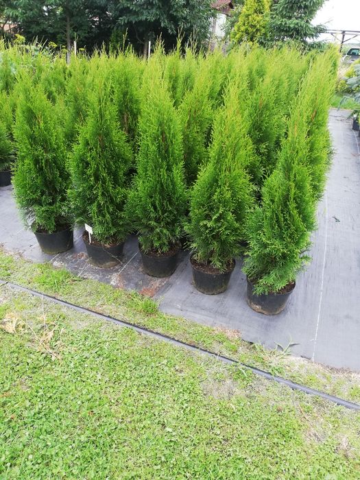 Tuja Thuja szmaragd 100cm Transport