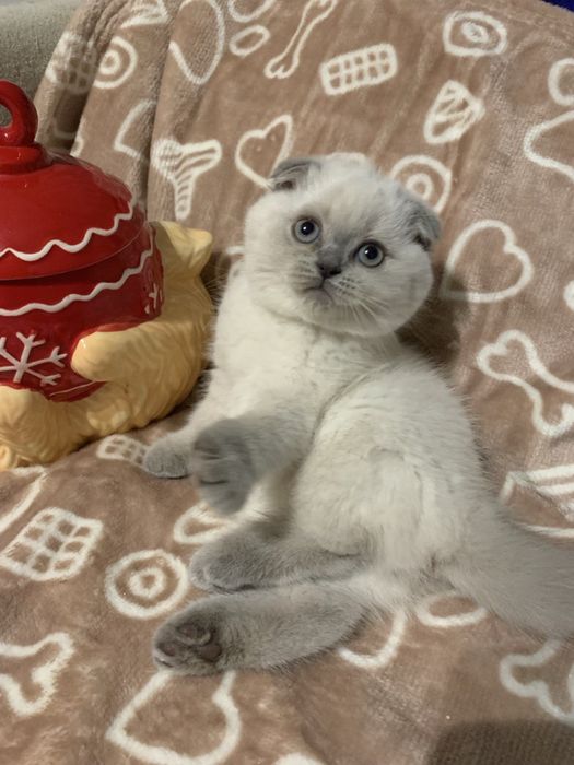 Ostatnia koteczka szkocka zwisłoucha z miotu