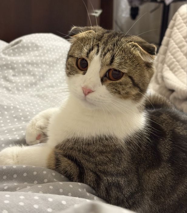 Кошенята від шотландської мами та британського тата