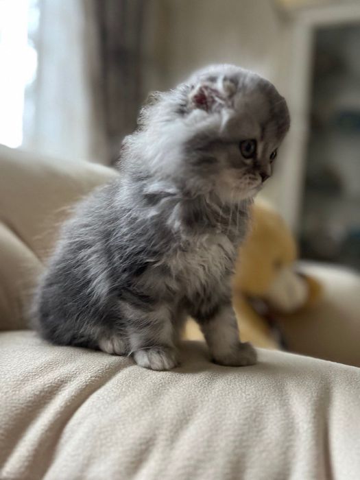 Продаються шотландські кошенята!