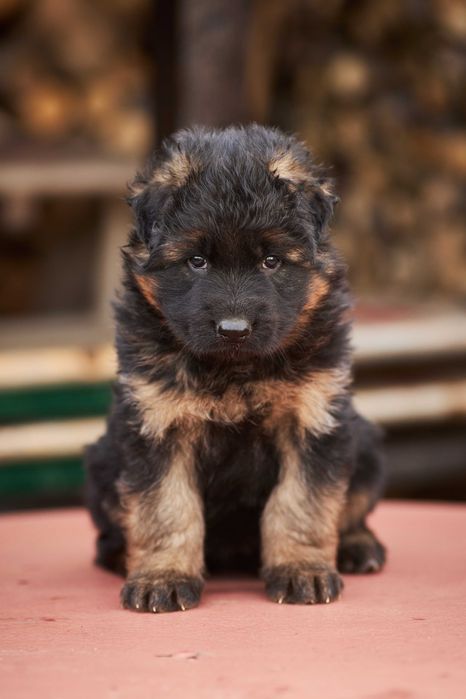 Owczarek niemiecki długowłosy Owczarki niemieckie długowłose