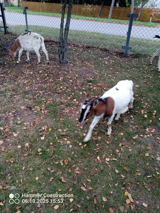 Sprzedam koziołki i kòzkę miniaturki, odchowane zdrowe i oswojone,