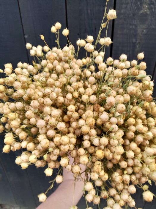 Сухоцвіти злаклві пшениця вусата ,  ячмінь та льон