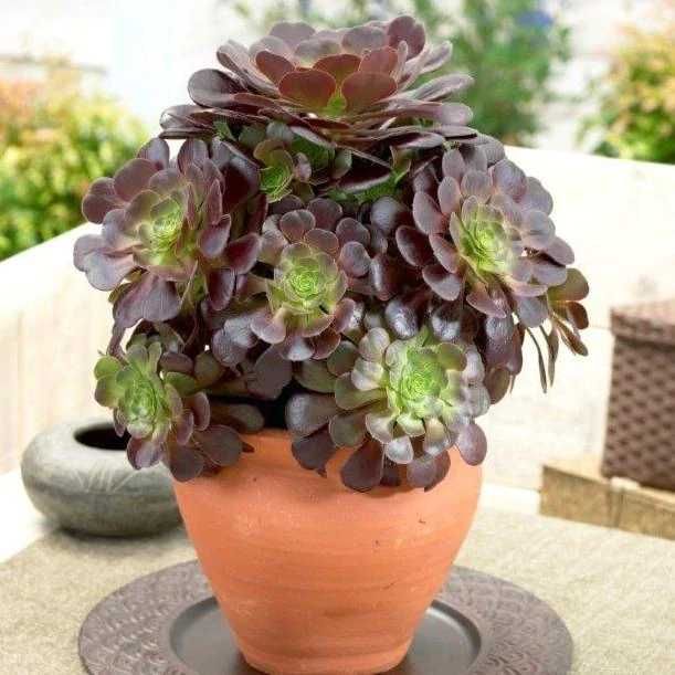 Suculenta Aeonium ROSA NEGRA - Lindissimas