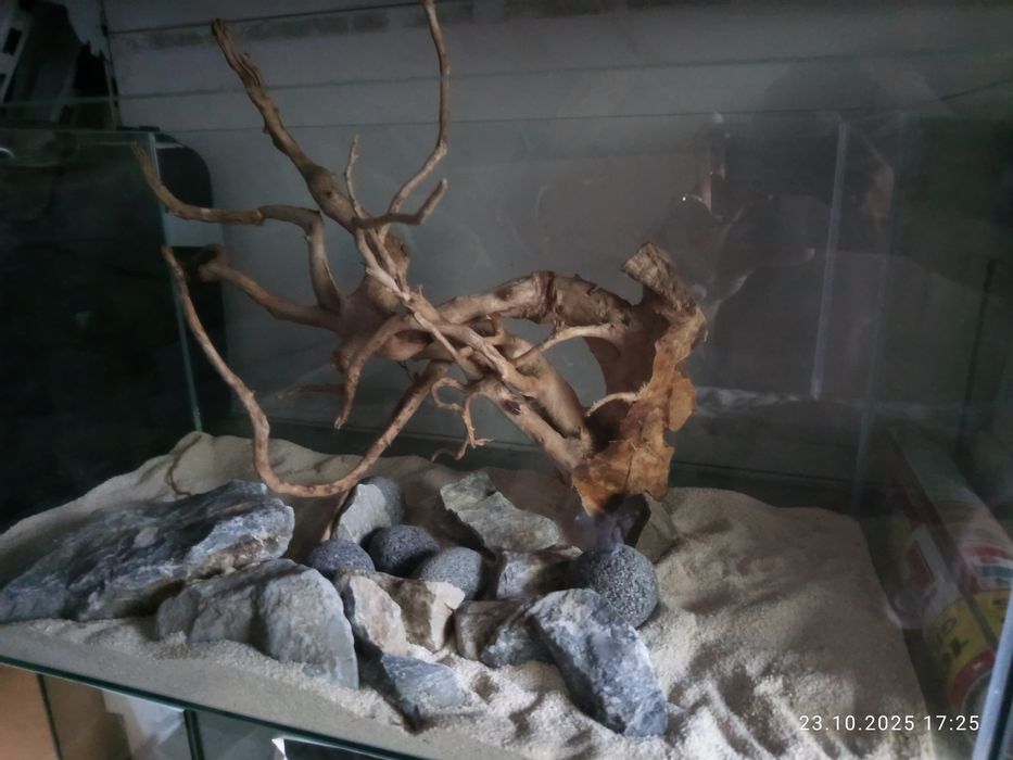 Korzeń dekoracyjny Red moor wood 667