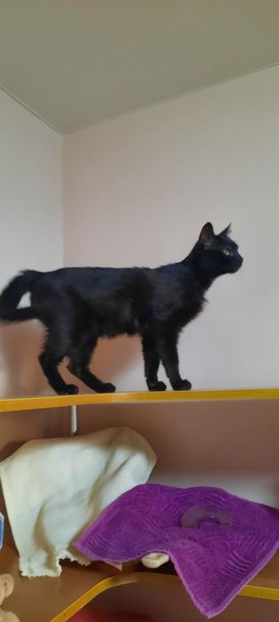 Котик ищет любящего хозяина