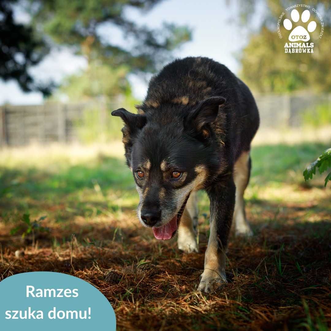 Ramzes szuka domu!