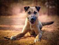 SALKIN cudowny młody aktywny pies do adopcji
