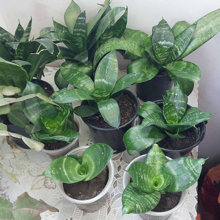 Продаю цветы оптом и в розницу