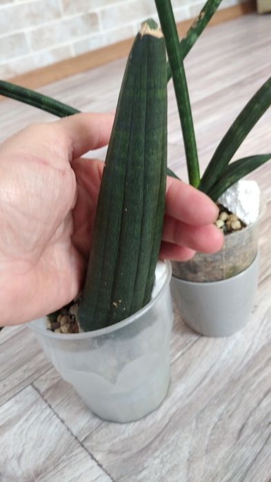 Сансевієрія Ріно хорн, сансевиерия, сансев'єра.