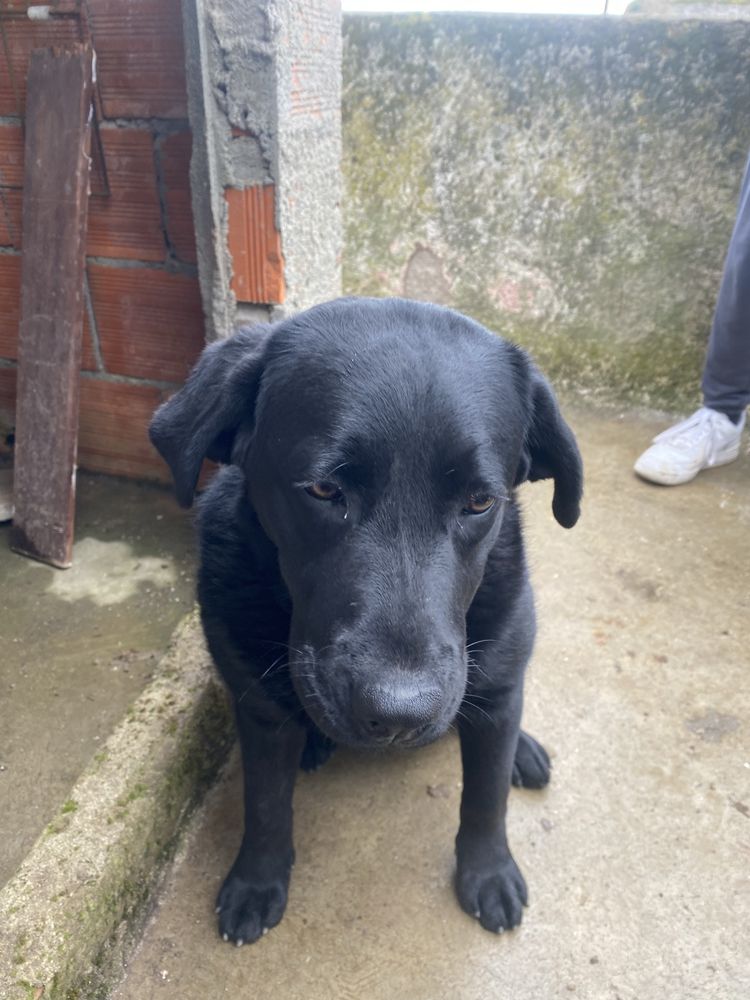 Cadela labrador para pessoa responsavel