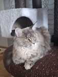Sprzedam śliczną kotkę Maine Coon