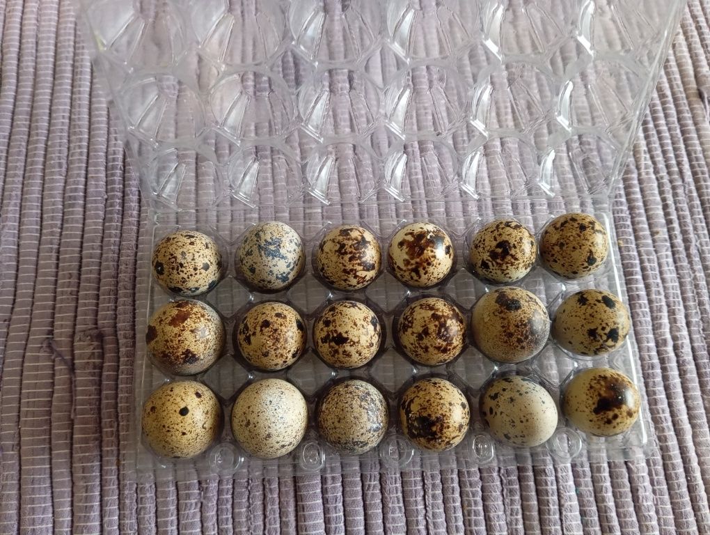 Ovos galados codorniz japonesa